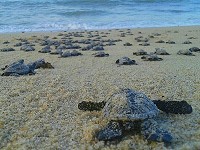Naissance de tortues marines, Sao Miguel do Gostoso, Nordeste du Brésil