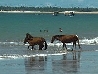 Cheveaux sauvages sur une plage au Bresil, Natal