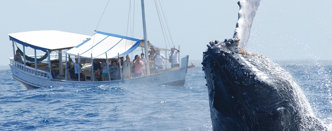 Excursion Baleines à bosses